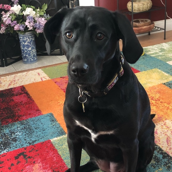 Meet your Posher, Diane - Picture 5 of 8